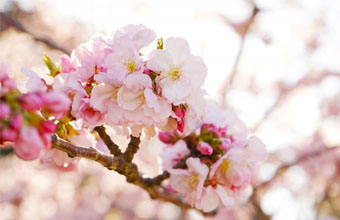 松実高等学園|埼玉県のフリースクール・通信制高校技連校|小学生・中学生・高校生
